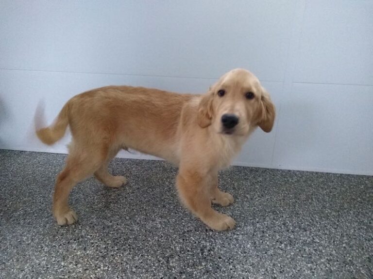Golden Retrievers Crab Apple Creek Pets