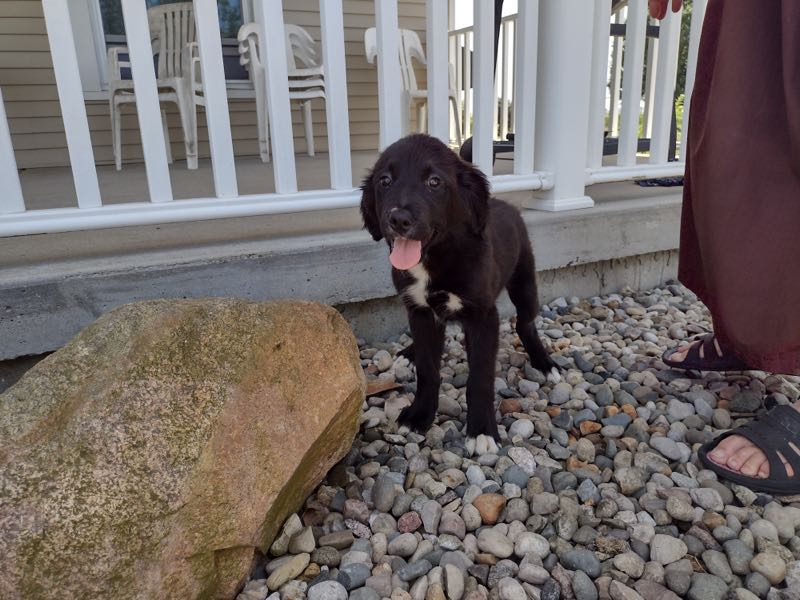 Bernese Golden Puppies for Sale Crab Apple Creek Pets