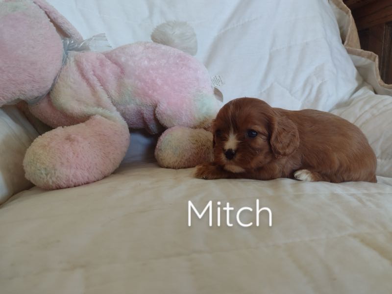 Cavaliers Crab Apple Creek Pets