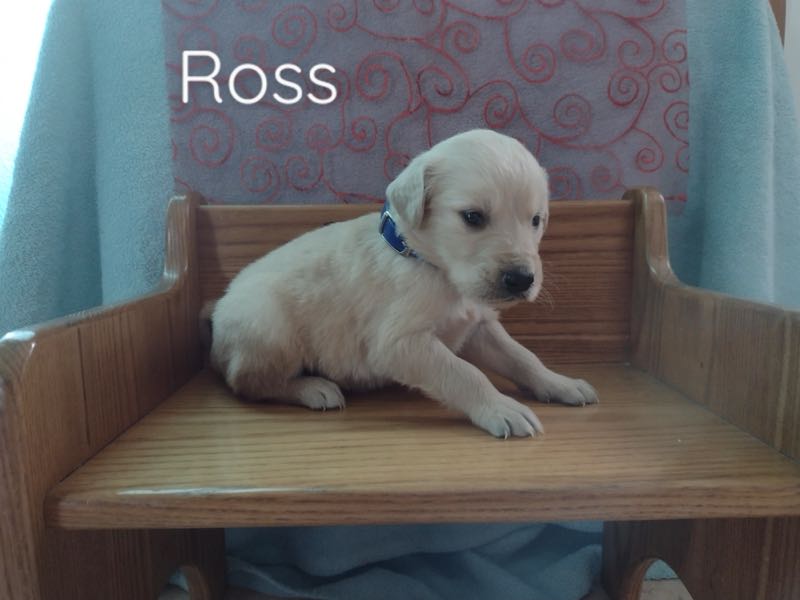 Golden Retrievers Crab Apple Creek Pets