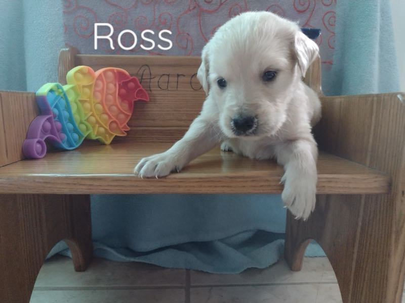 Golden Retrievers Crab Apple Creek Pets