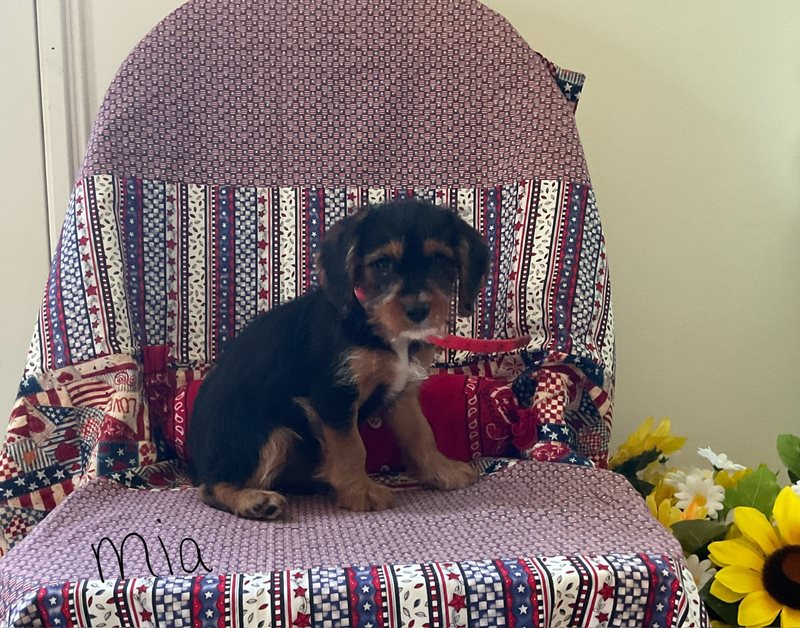 Yorkies Crab Apple Creek Pets