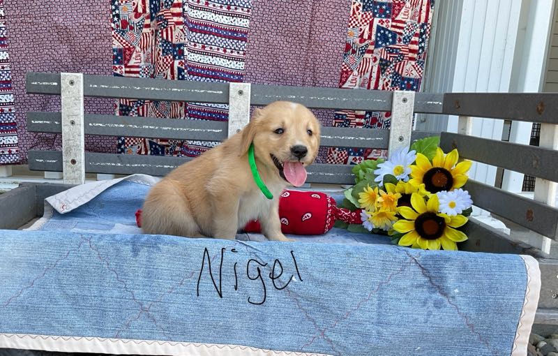 Golden Retrievers Crab Apple Creek Pets