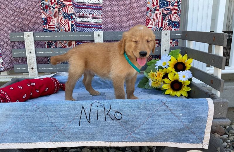 Golden Retrievers Crab Apple Creek Pets