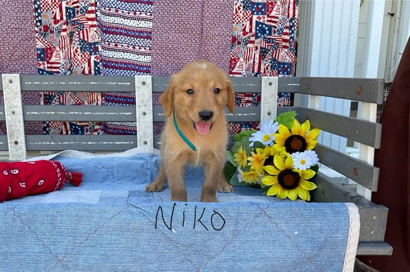 Golden Retrievers Crab Apple Creek Pets
