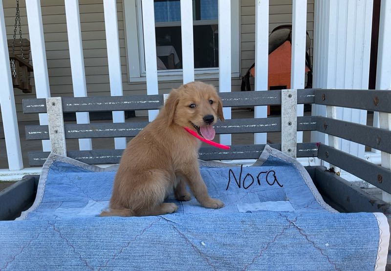 Golden Retrievers Crab Apple Creek Pets