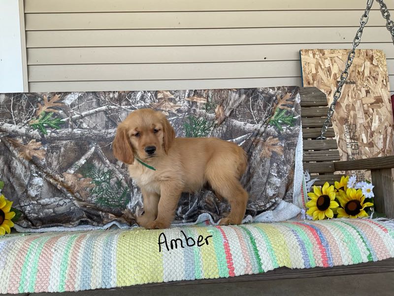 Amber - Golden Retriever Puppy