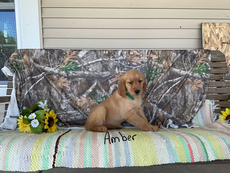Amber - Golden Retriever Puppy