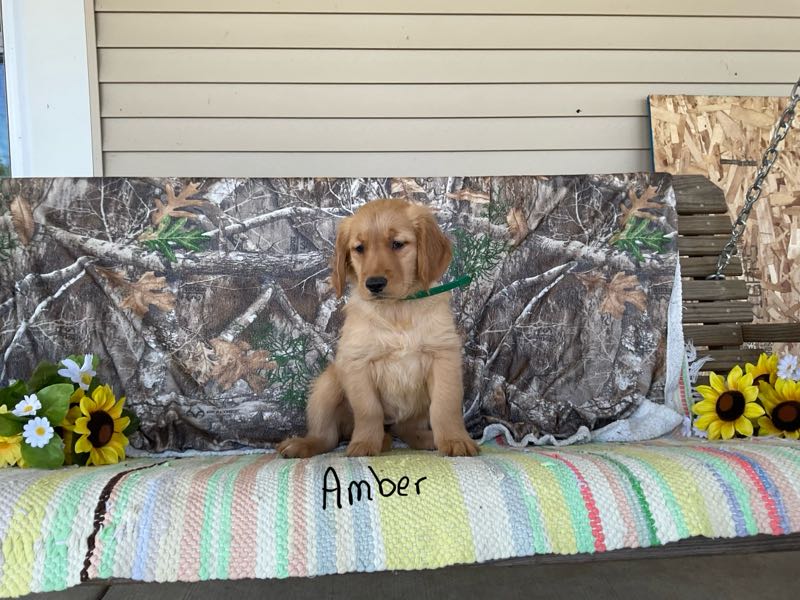 Amber - Golden Retriever Puppy