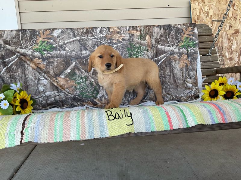 Baily - Golden Retriever Puppy