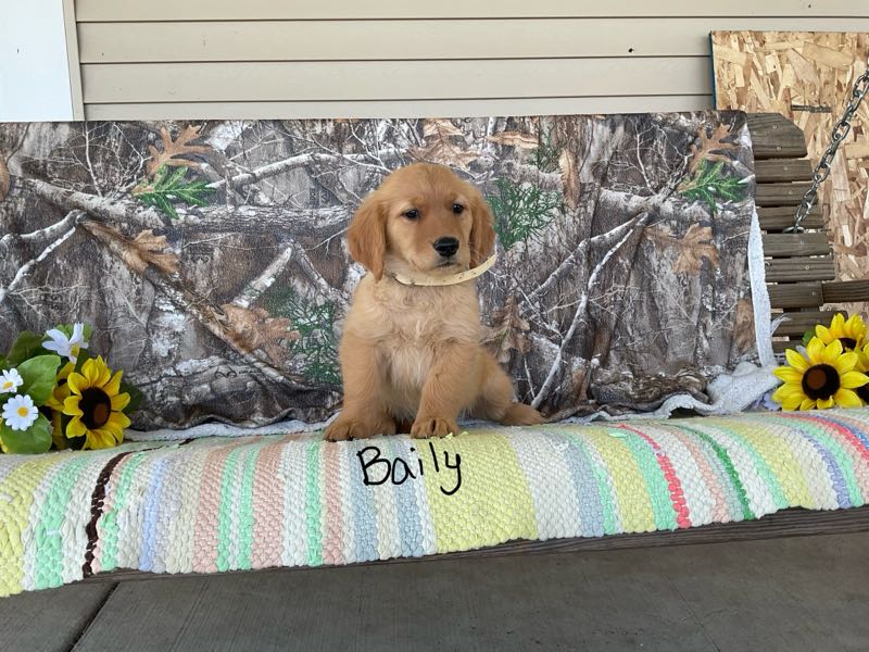 Baily - Golden Retriever Puppy