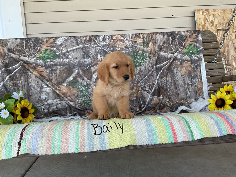 Baily - Golden Retriever Puppy