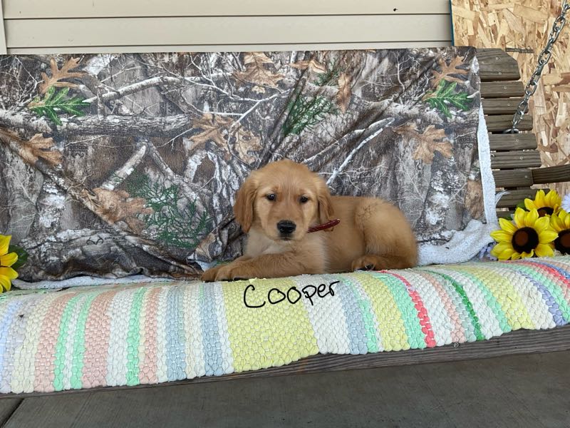 Cooper - Golden Retriever Puppy