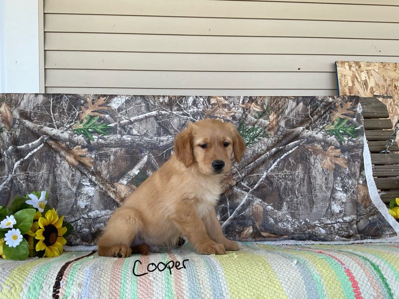 Cooper - Golden Retriever Puppy