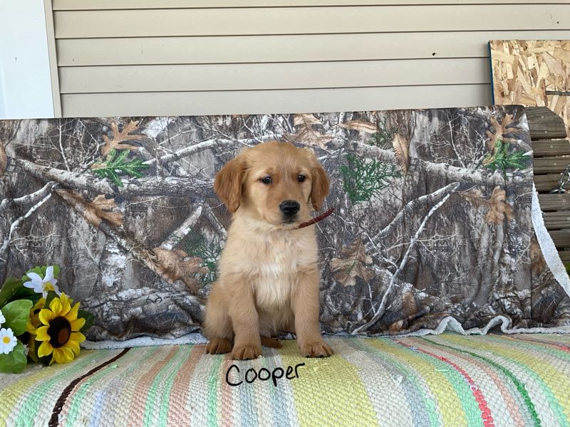 Cooper - Golden Retriever Puppy
