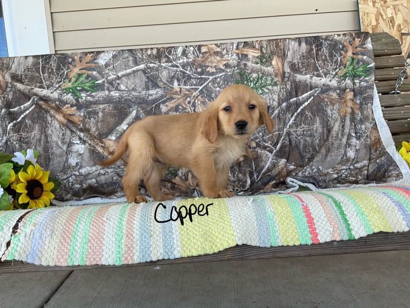 Copper - Golden Retriever Puppy