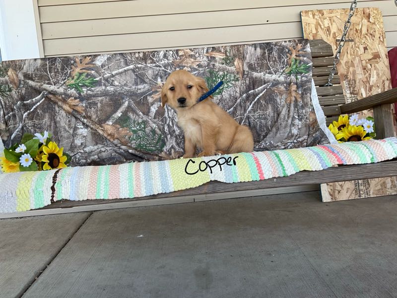 Copper - Golden Retriever Puppy