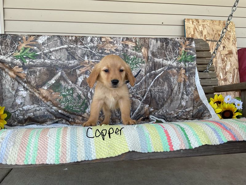 Copper - Golden Retriever Puppy