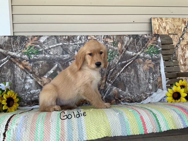 Goldie - Golden Retriever Puppy