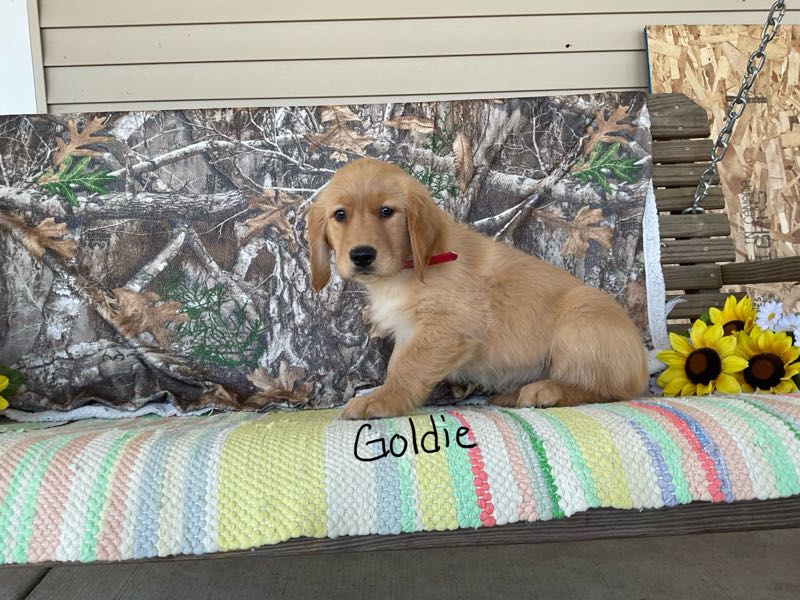 Goldie - Golden Retriever Puppy