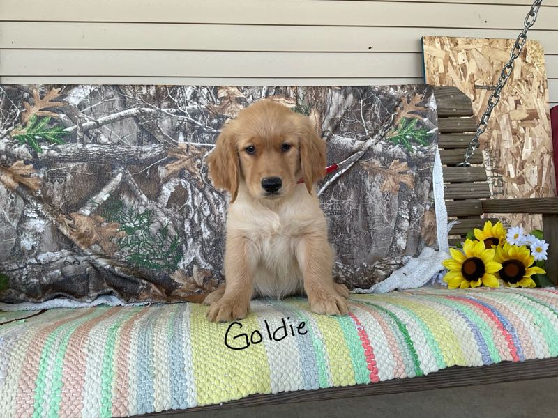 Goldie - Golden Retriever Puppy