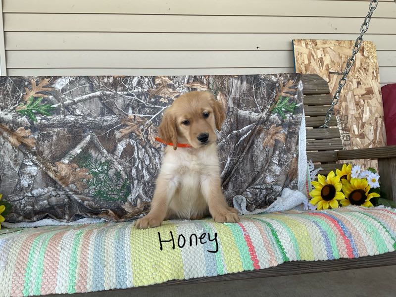 Honey - Golden Retriever Puppy