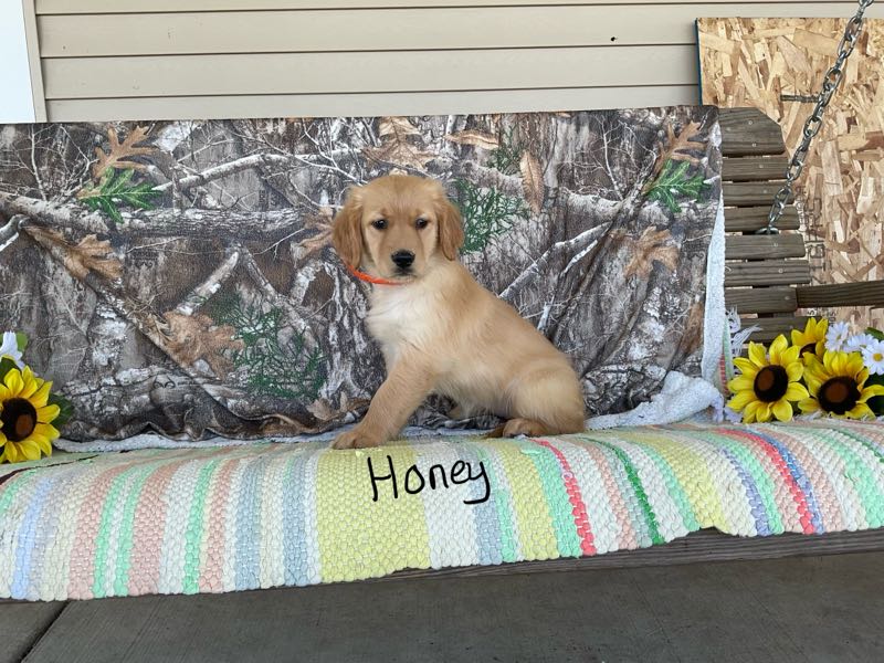 Honey - Golden Retriever Puppy