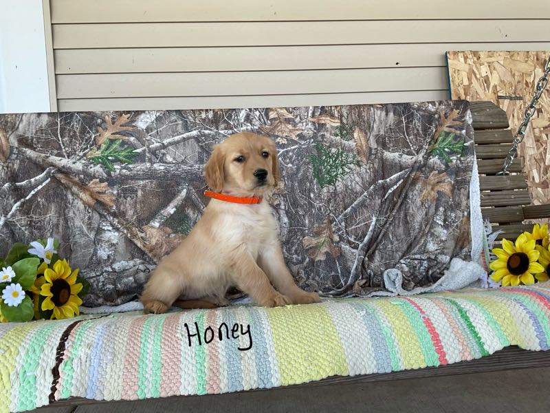 Honey - Golden Retriever Puppy