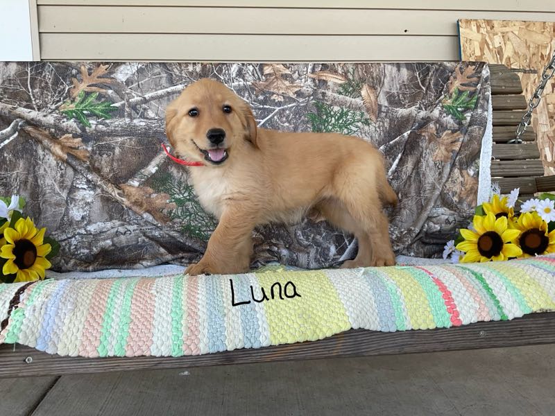 Luna - Golden Retriever Puppy