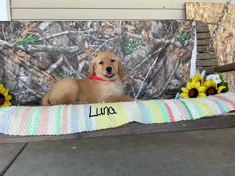 Luna - Golden Retriever Puppy