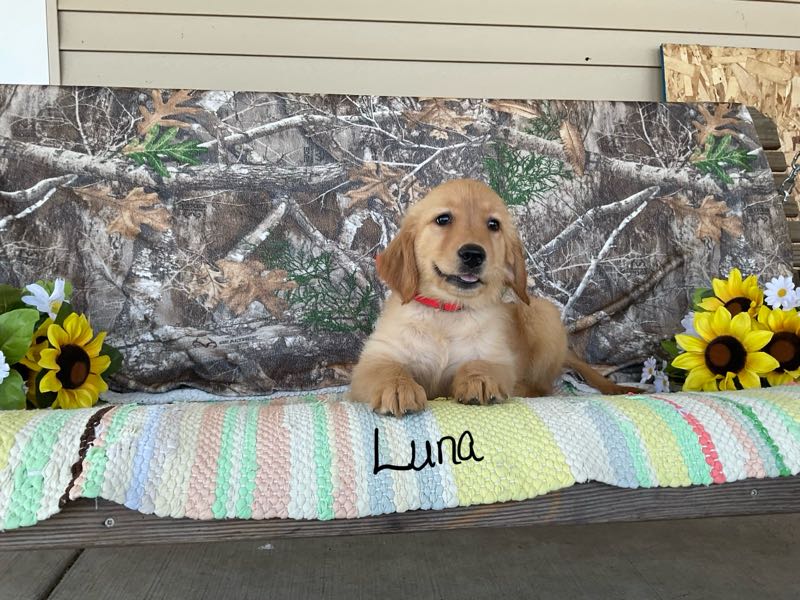 Luna - Golden Retriever Puppy