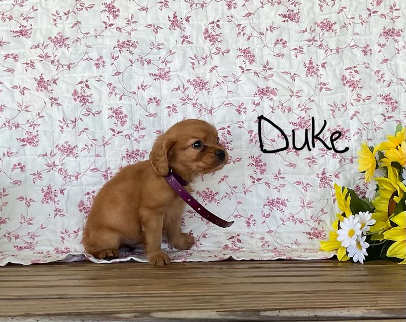 Duke - Mini Golden Puppy