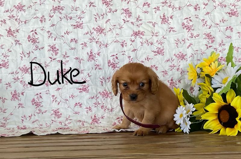 Duke - Mini Golden Puppy