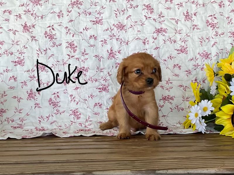 Duke - Mini Golden Puppy