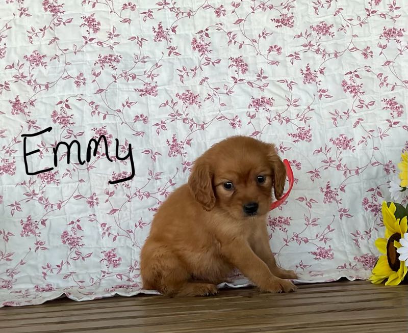 Emmy - Mini Golden Puppy