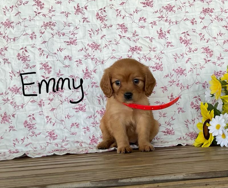 Emmy - Mini Golden Puppy