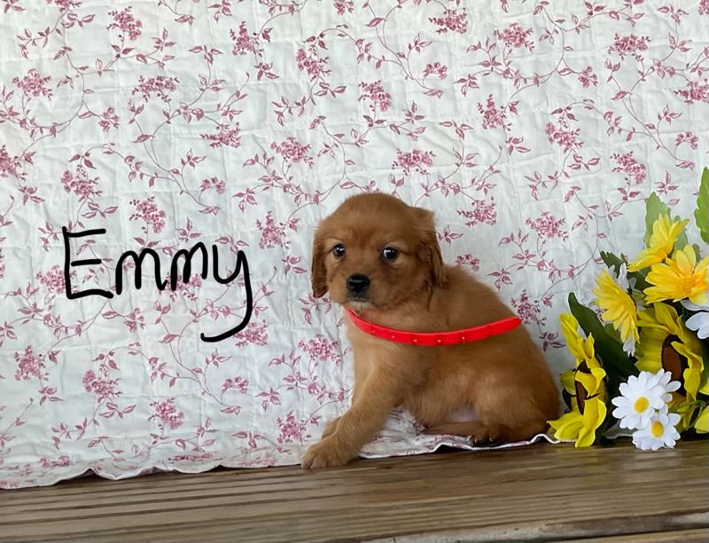 Emmy - Mini Golden Puppy