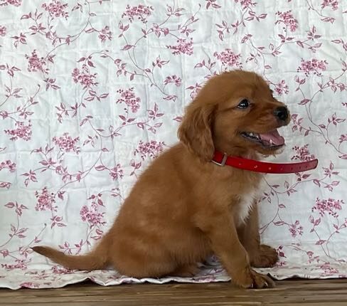 Mini Golden Puppy