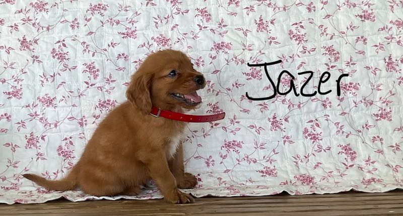 Jazer - Mini Golden Puppy