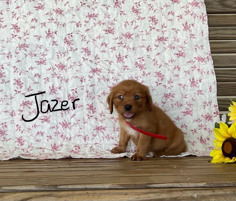Jazer - Mini Golden Puppy