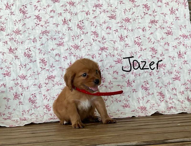 Jazer - Mini Golden Puppy