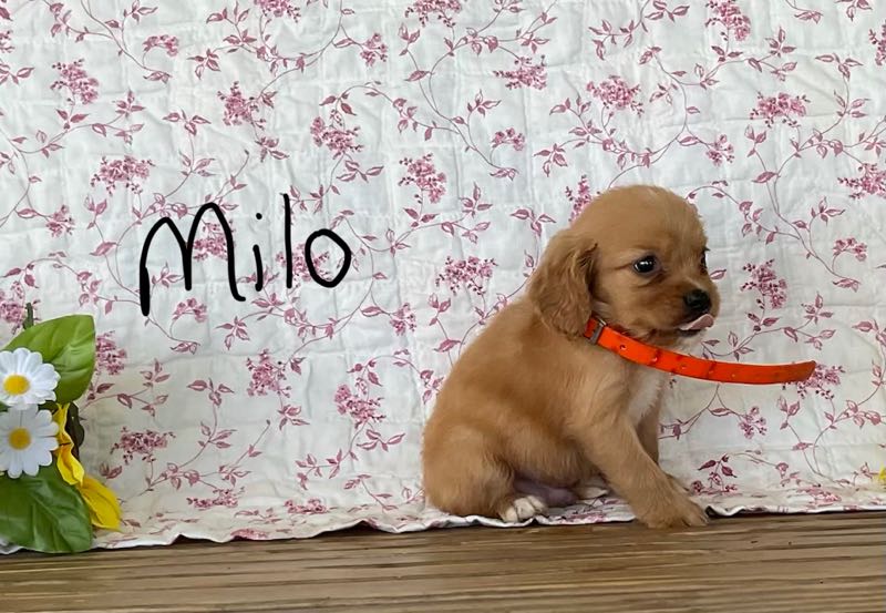 Milo - Mini Golden Puppy