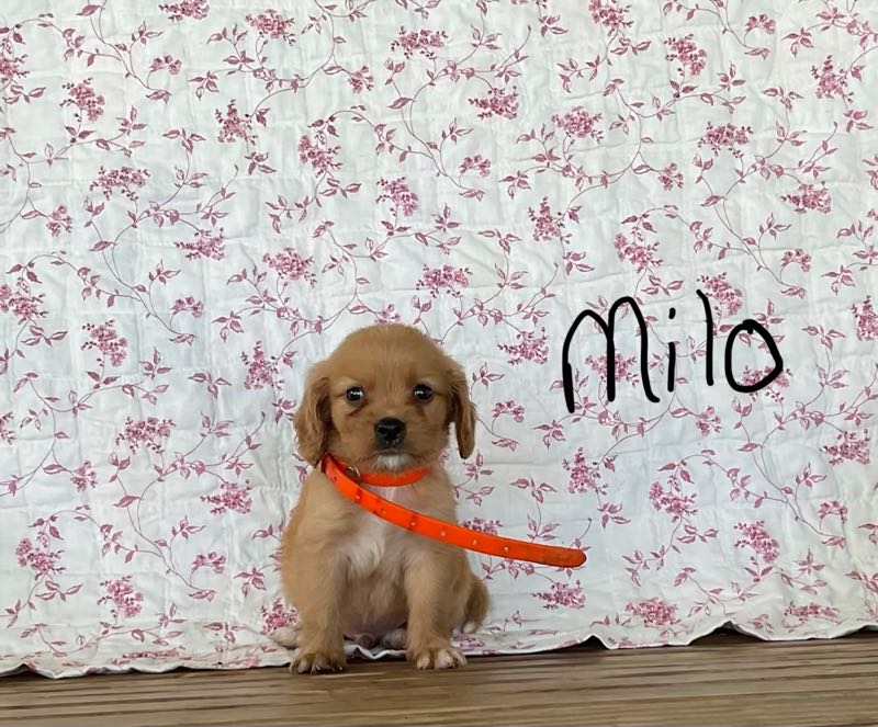 Milo - Mini Golden Puppy