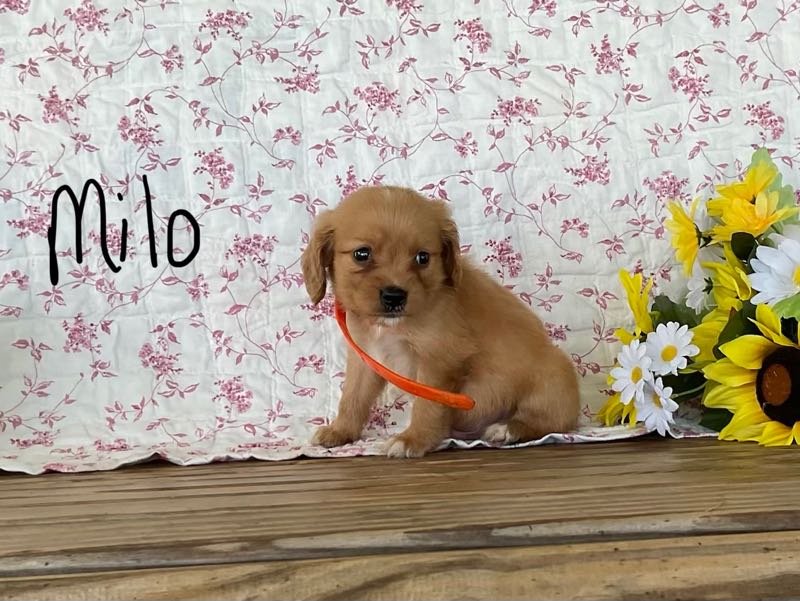 Milo - Mini Golden Puppy