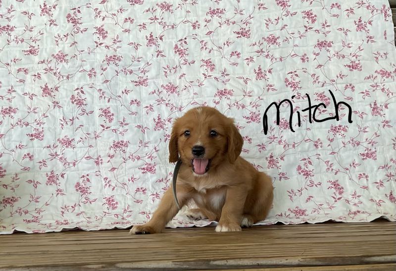 Mitch - Mini Golden Puppy