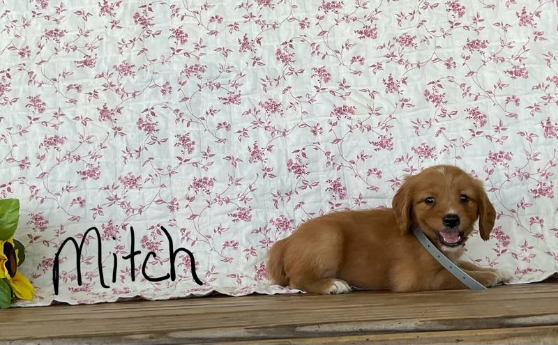 Mitch - Mini Golden Puppy