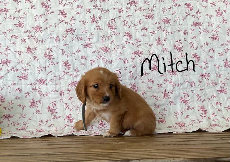 Mitch - Mini Golden Puppy