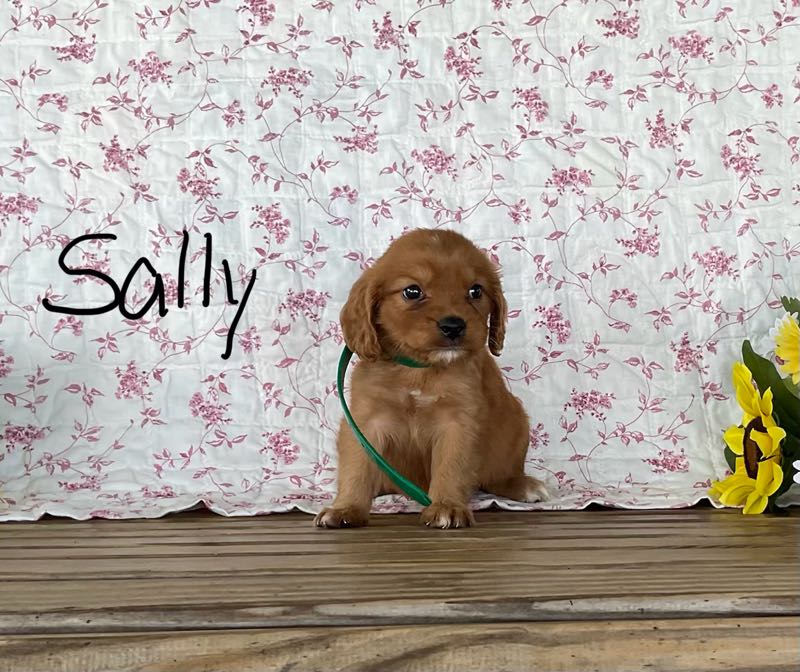 Sally - Mini Golden Puppy