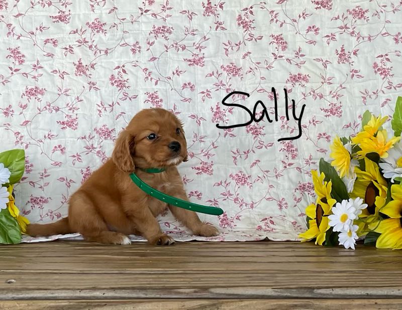 Sally - Mini Golden Puppy