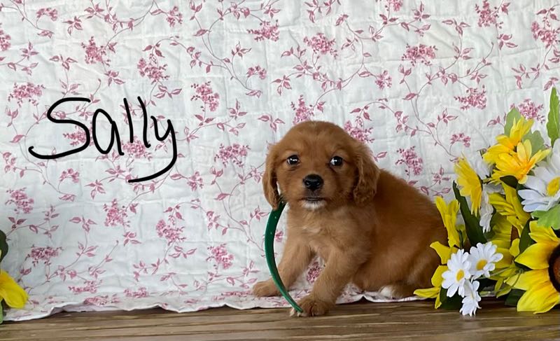 Sally - Mini Golden Puppy